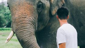 Tourist and Elephant in Thailand